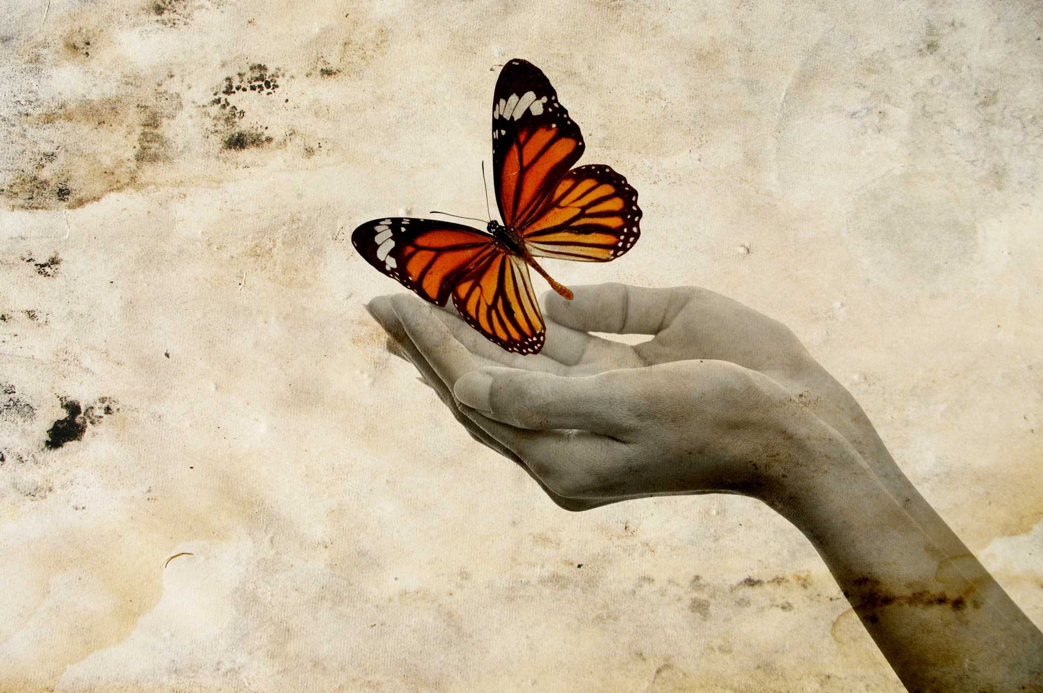 Цвет отпустить. На руку бабочка. Бабочка на ладони. Мотылек на ладони. Бабочка в руках картинки.